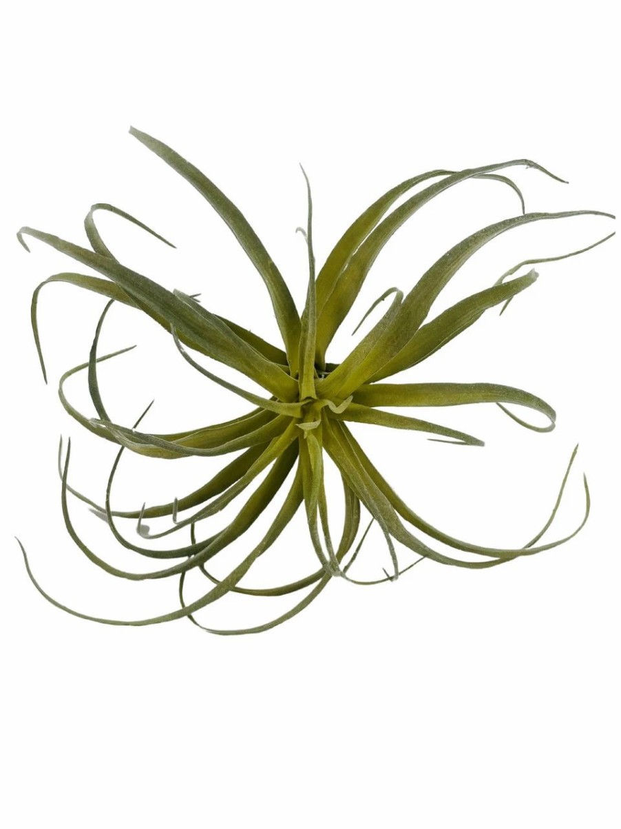 Artificial Florals & Plants * | Artificial Air Plant 10In Set Of Three Grey Green