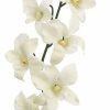 Artificial Florals & Plants * | 30 Dendrobium Orchid Spray X 1 Cream White Box Of 12