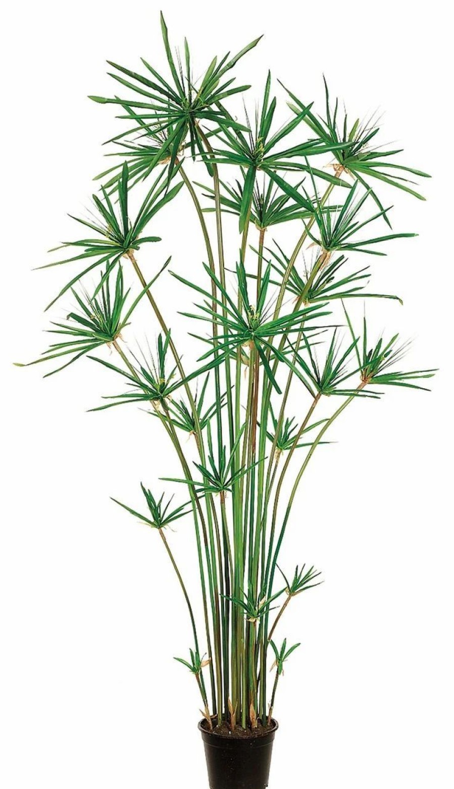 Artificial Florals & Plants * | 6Ft Cypress Grass Tree In Plastic Pot