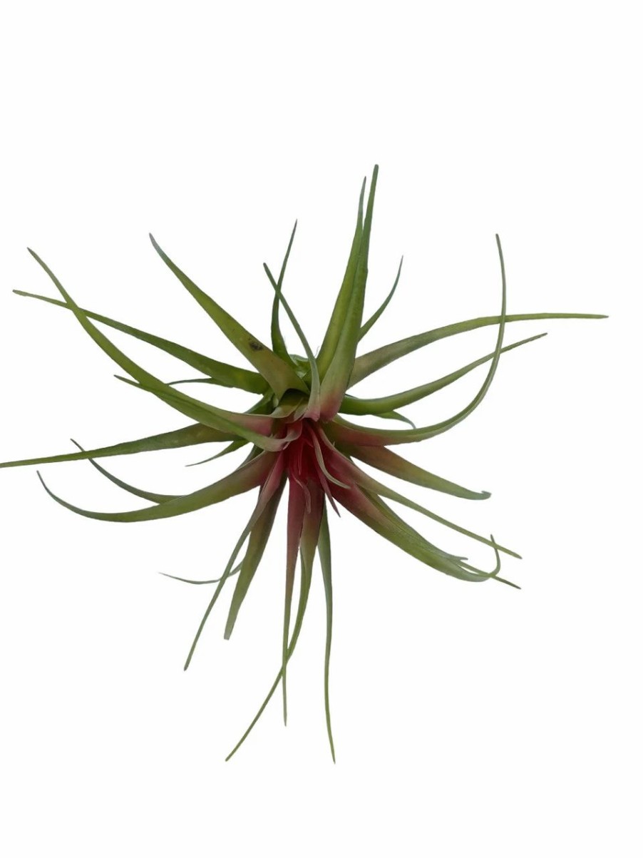 Artificial Florals & Plants * | Artificial Air Plant 5In Set Of Three Green Red