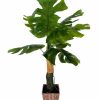 Artificial Florals & Plants * | Potted Split Philodendron 3Ft