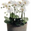 Artificial Florals & Plants * | 19 Phalaenopsis Orchid Plants In Clay Pot Cream Green