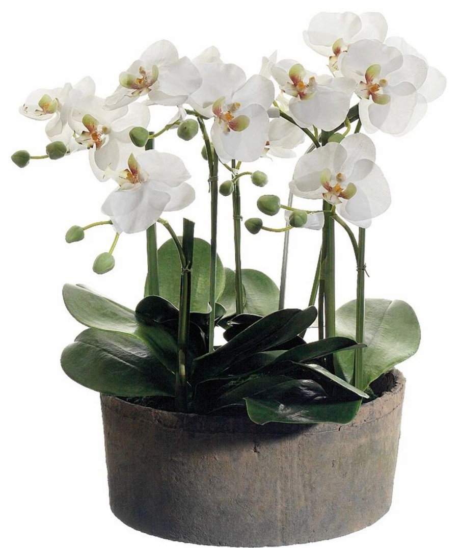 Artificial Florals & Plants * | 19 Phalaenopsis Orchid Plants In Clay Pot Cream Green