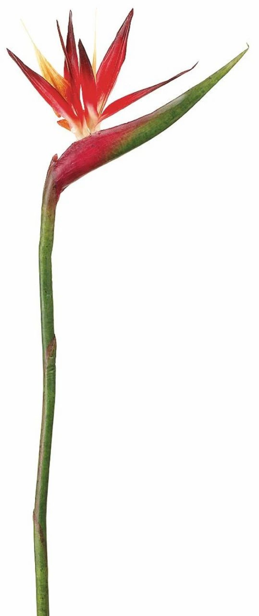 Artificial Florals & Plants * | 37 Bird Of Paradise Spray Red Orange Box Of 6