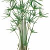 Artificial Florals & Plants * | 5Ft Cypress Grass In Plastic Pot