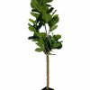 Artificial Florals & Plants * | Potted Artificial Fiddle Leaf Tree 6Ft