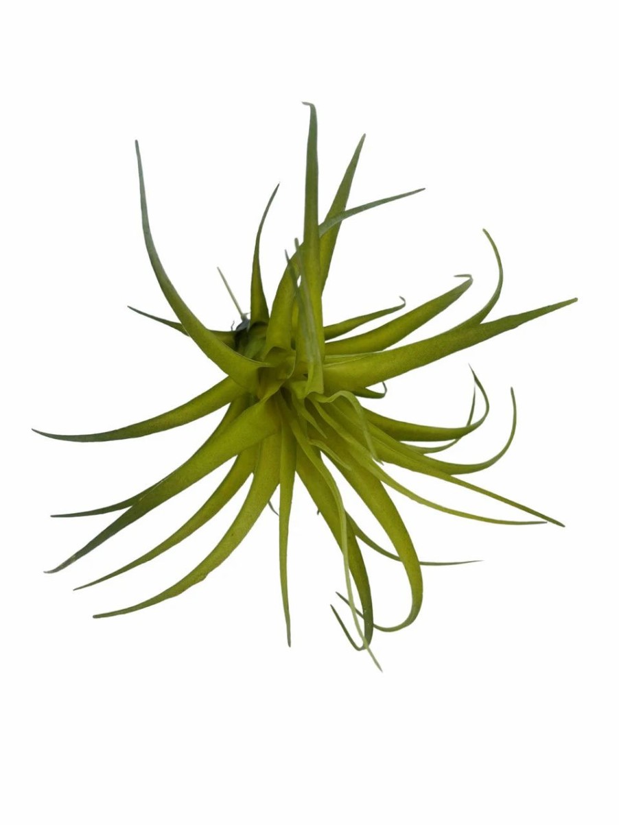 Artificial Florals & Plants * | Artificial Air Plant 5In Set Of Three Green