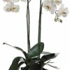 Artificial Florals & Plants * | 31 Phalaenopsis Orchid Plant In Polyresin Container White Green