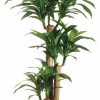 Artificial Florals & Plants * | 5Ft Tropical Dracaena Tree X3 In Plastic Pot