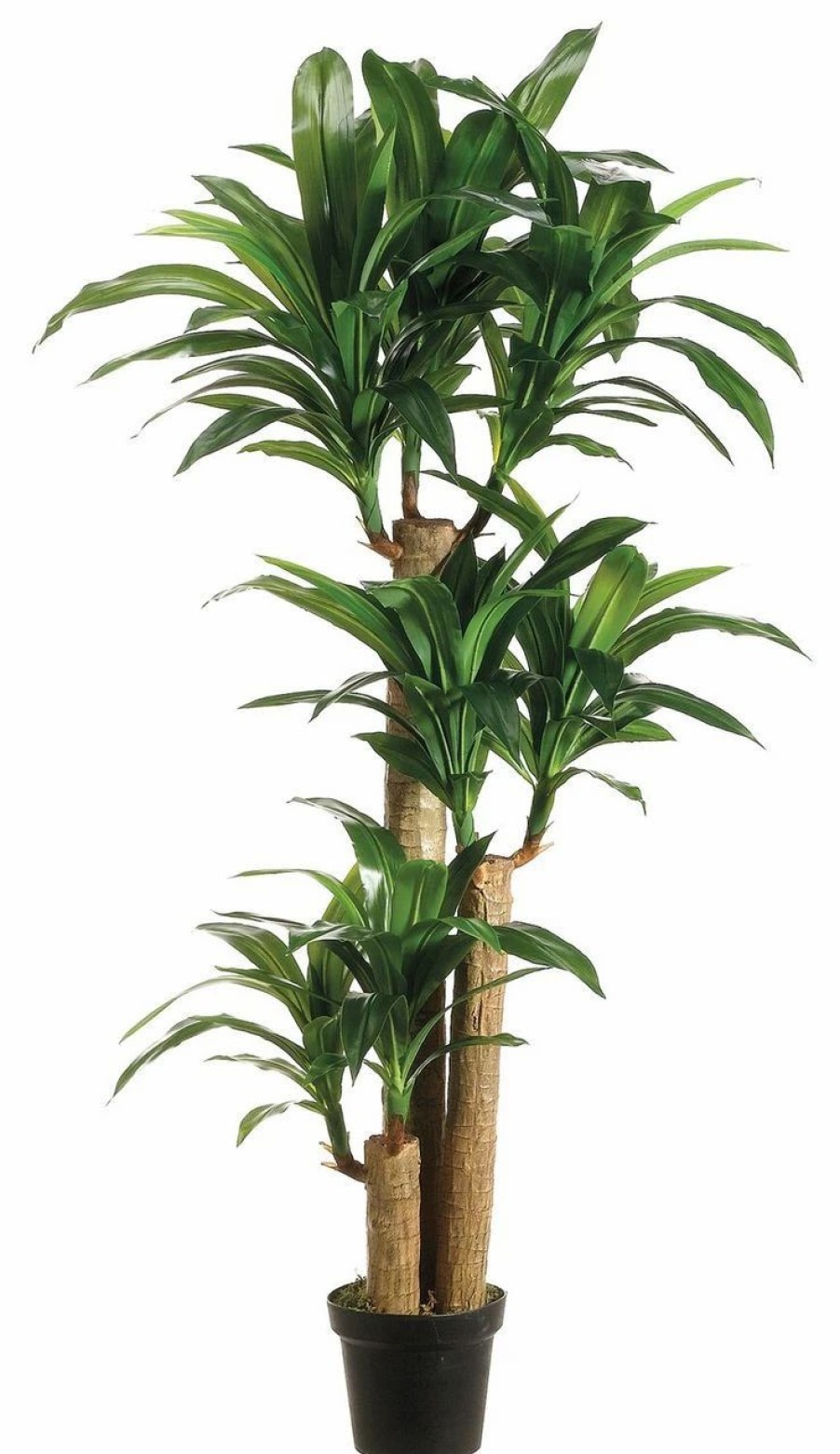 Artificial Florals & Plants * | 5Ft Tropical Dracaena Tree X3 In Plastic Pot